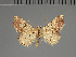  (Eublemmistis ramonafana - BC ZSM Lep 113688)  @11 [ ] by-nc-sa (2021) SNSB, Staatliche Naturwissenschaftliche Sammlungen Bayerns ZSM (SNSB, Zoologische Staatssammlung Muenchen)
