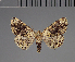  (Syngatha simplicicata - BC ZSM Lep 113708)  @11 [ ] by-nc-sa (2021) SNSB, Staatliche Naturwissenschaftliche Sammlungen Bayerns ZSM (SNSB, Zoologische Staatssammlung Muenchen)