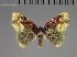  (Syngatha flavipars - BC ZSM Lep 113711)  @11 [ ] by-nc-sa (2021) SNSB, Staatliche Naturwissenschaftliche Sammlungen Bayerns ZSM (SNSB, Zoologische Staatssammlung Muenchen)