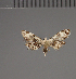  (Araeopteron alboniger - BC ZSM Lep 113723)  @11 [ ] by-nc-sa (2021) SNSB, Staatliche Naturwissenschaftliche Sammlungen Bayerns ZSM (SNSB, Zoologische Staatssammlung Muenchen)