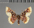  (Syngatha eremita - BC ZSM Lep 113727)  @11 [ ] by-nc-sa (2021) SNSB, Staatliche Naturwissenschaftliche Sammlungen Bayerns ZSM (SNSB, Zoologische Staatssammlung Muenchen)