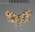  (Parascotia decora - BC ZSM Lep 113737)  @11 [ ] by-nc-sa (2021) SNSB, Staatliche Naturwissenschaftliche Sammlungen Bayerns ZSM (SNSB, Zoologische Staatssammlung Muenchen)
