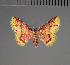  (Syngatha phoenicoxantha - BC ZSM Lep 113743)  @11 [ ] by-nc-sa (2021) SNSB, Staatliche Naturwissenschaftliche Sammlungen Bayerns ZSM (SNSB, Zoologische Staatssammlung Muenchen)