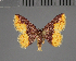  (Syngatha phoenichrysa - BC ZSM Lep 113758)  @11 [ ] by-nc-sa (2021) SNSB, Staatliche Naturwissenschaftliche Sammlungen Bayerns ZSM (SNSB, Zoologische Staatssammlung Muenchen)