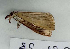  ( - BC ZSM Lep 114551)  @11 [ ] by-nc-sa (2021) SNSB, Staatliche Naturwissenschaftliche Sammlungen Bayerns ZSM (SNSB, Zoologische Staatssammlung Muenchen)