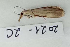  ( - BC ZSM Lep 114552)  @11 [ ] by-nc-sa (2021) SNSB, Staatliche Naturwissenschaftliche Sammlungen Bayerns ZSM (SNSB, Zoologische Staatssammlung Muenchen)