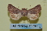  (Metopoceras driss - BC ZSM Lep 114752)  @11 [ ] by-nc-sa (2022) SNSB, Staatliche Naturwissenschaftliche Sammlungen Bayerns ZSM (SNSB, Zoologische Staatssammlung Muenchen)
