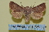  ( - BC ZSM Lep 114788)  @11 [ ] by-nc-sa (2022) SNSB, Staatliche Naturwissenschaftliche Sammlungen Bayerns ZSM (SNSB, Zoologische Staatssammlung Muenchen)