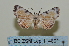  (Bertula sandrangato - BC ZSM Lep 114801)  @11 [ ] by-nc-sa (2022) SNSB, Staatliche Naturwissenschaftliche Sammlungen Bayerns ZSM (SNSB, Zoologische Staatssammlung Muenchen)