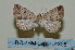  (Polypogon quadrimacula - BC ZSM Lep 114808)  @11 [ ] by-nc-sa (2022) SNSB, Staatliche Naturwissenschaftliche Sammlungen Bayerns ZSM (SNSB, Zoologische Staatssammlung Muenchen)
