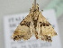  ( - BC ZSM Lep 114838)  @11 [ ] by-nc-sa (2022) SNSB, Staatliche Naturwissenschaftliche Sammlungen Bayerns ZSM (SNSB, Zoologische Staatssammlung Muenchen)