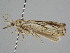  ( - BC ZSM Lep 114890)  @11 [ ] by-nc-sa (2022) SNSB, Staatliche Naturwissenschaftliche Sammlungen Bayerns ZSM (SNSB, Zoologische Staatssammlung Muenchen)