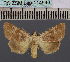  ( - BC_ZSM_Lep_114943)  @11 [ ] by-nc-sa (2022) SNSB, Staatliche Naturwissenschaftliche Sammlungen Bayerns ZSM (SNSB, Zoologische Staatssammlung Muenchen)