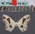  (Problepsis abyssinalis - BC_ZSM_Lep_114944)  @11 [ ] by-nc-sa (2022) SNSB, Staatliche Naturwissenschaftliche Sammlungen Bayerns ZSM (SNSB, Zoologische Staatssammlung Muenchen)