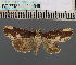 ( - BC_ZSM_Lep_114949)  @11 [ ] by-nc-sa (2022) SNSB, Staatliche Naturwissenschaftliche Sammlungen Bayerns ZSM (SNSB, Zoologische Staatssammlung Muenchen)