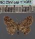  ( - BC_ZSM_Lep_114983)  @11 [ ] by-nc-sa (2022) SNSB, Staatliche Naturwissenschaftliche Sammlungen Bayerns ZSM (SNSB, Zoologische Staatssammlung Muenchen)