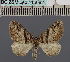  ( - BC_ZSM_Lep_115062)  @11 [ ] by-nc-sa (2022) SNSB, Staatliche Naturwissenschaftliche Sammlungen Bayerns ZSM (SNSB, Zoologische Staatssammlung Muenchen)