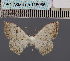  ( - BC_ZSM_Lep_115065)  @11 [ ] by-nc-sa (2022) SNSB, Staatliche Naturwissenschaftliche Sammlungen Bayerns ZSM (SNSB, Zoologische Staatssammlung Muenchen)