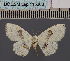  (Problepsis transafricana Ke - BC_ZSM_Lep_115068)  @11 [ ] by-nc-sa (2022) SNSB, Staatliche Naturwissenschaftliche Sammlungen Bayerns ZSM (SNSB, Zoologische Staatssammlung Muenchen)