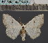  (Somatina candidaDS01 Eth - BC_ZSM_Lep_115070)  @11 [ ] by-nc-sa (2022) SNSB, Staatliche Naturwissenschaftliche Sammlungen Bayerns ZSM (SNSB, Zoologische Staatssammlung Muenchen)