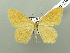  (Scopula annubiataIK02Tj - BC ZSM Lep 115121)  @11 [ ] by-nc-sa (2022) SNSB, Staatliche Naturwissenschaftliche Sammlungen Bayerns ZSM (SNSB, Zoologische Staatssammlung Muenchen)