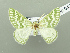  (Thetidia correspondensIK02Kg - BC ZSM Lep 115124)  @11 [ ] by-nc-sa (2022) SNSB, Staatliche Naturwissenschaftliche Sammlungen Bayerns ZSM (SNSB, Zoologische Staatssammlung Muenchen)