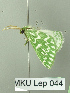  (Thetidia correspondensIK02Kz - BC ZSM Lep 115125)  @11 [ ] by-nc-sa (2022) SNSB, Staatliche Naturwissenschaftliche Sammlungen Bayerns ZSM (SNSB, Zoologische Staatssammlung Muenchen)