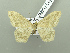  (Scopula IK01Kz - BC ZSM Lep 115130)  @11 [ ] by-nc-sa (2022) SNSB, Staatliche Naturwissenschaftliche Sammlungen Bayerns ZSM (SNSB, Zoologische Staatssammlung Muenchen)