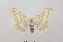  (Scopula IK02Kz - BC ZSM Lep 115131)  @11 [ ] by-nc-sa (2022) SNSB, Staatliche Naturwissenschaftliche Sammlungen Bayerns ZSM (SNSB, Zoologische Staatssammlung Muenchen)