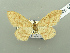  (Idaea IK01Tj - BC ZSM Lep 115135)  @11 [ ] by-nc-sa (2022) SNSB, Staatliche Naturwissenschaftliche Sammlungen Bayerns ZSM (SNSB, Zoologische Staatssammlung Muenchen)