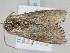  ( - BC ZSM Lep 115159)  @11 [ ] by-nc-sa (2022) SNSB, Staatliche Naturwissenschaftliche Sammlungen Bayerns ZSM (SNSB, Zoologische Staatssammlung Muenchen)