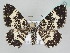  ( - BC_ZSM_Lep_115220)  @11 [ ] by-nc-sa (2022) SNSB, Staatliche Naturwissenschaftliche Sammlungen Bayerns ZSM (SNSB, Zoologische Staatssammlung Muenchen)
