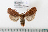  ( - BC_ZSM_Lep_115240)  @11 [ ] by-nc-sa (2022) SNSB, Staatliche Naturwissenschaftliche Sammlungen Bayerns ZSM (SNSB, Zoologische Staatssammlung Muenchen)