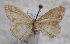  ( - BC_ZSM_Lep_115584)  @11 [ ] by-nc-sa (2022) SNSB, Staatliche Naturwissenschaftliche Sammlungen Bayerns ZSM (SNSB, Zoologische Staatssammlung Muenchen)