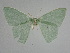  ( - BC_ZSM_Lep_115591)  @11 [ ] by-nc-sa (2022) SNSB, Staatliche Naturwissenschaftliche Sammlungen Bayerns ZSM (SNSB, Zoologische Staatssammlung Muenchen)
