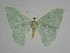  ( - BC_ZSM_Lep_115592)  @11 [ ] by-nc-sa (2022) SNSB, Staatliche Naturwissenschaftliche Sammlungen Bayerns ZSM (SNSB, Zoologische Staatssammlung Muenchen)