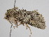  ( - BC_ZSM_Lep_115598)  @11 [ ] by-nc-sa (2022) SNSB, Staatliche Naturwissenschaftliche Sammlungen Bayerns ZSM (SNSB, Zoologische Staatssammlung Muenchen)