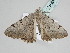  ( - BC_ZSM_Lep_115637)  @11 [ ] by-nc-sa (2022) SNSB, Staatliche Naturwissenschaftliche Sammlungen Bayerns ZSM (SNSB, Zoologische Staatssammlung Muenchen)