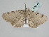  ( - BC_ZSM_Lep_115638)  @11 [ ] by-nc-sa (2022) SNSB, Staatliche Naturwissenschaftliche Sammlungen Bayerns ZSM (SNSB, Zoologische Staatssammlung Muenchen)