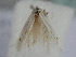  ( - BC_ZSM_Lep_115661)  @11 [ ] by-nc-sa (2022) SNSB, Staatliche Naturwissenschaftliche Sammlungen Bayerns ZSM (SNSB, Zoologische Staatssammlung Muenchen)