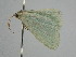  ( - BC_ZSM_Lep_116356)  @11 [ ] by-nc-sa (2022) SNSB, Staatliche Naturwissenschaftliche Sammlungen Bayerns ZSM (SNSB, Zoologische Staatssammlung Muenchen)