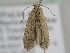  ( - BC_ZSM_Lep_116378)  @11 [ ] by-nc-sa (2022) SNSB, Staatliche Naturwissenschaftliche Sammlungen Bayerns ZSM (SNSB, Zoologische Staatssammlung Muenchen)