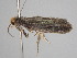  ( - BC_ZSM_Lep_116382)  @11 [ ] by-nc-sa (2022) SNSB, Staatliche Naturwissenschaftliche Sammlungen Bayerns ZSM (SNSB, Zoologische Staatssammlung Muenchen)