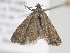  (Platytes cerrusella - BC_ZSM_Lep_116387)  @11 [ ] by-nc-sa (2022) SNSB, Staatliche Naturwissenschaftliche Sammlungen Bayerns ZSM (SNSB, Zoologische Staatssammlung Muenchen)