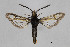  (Bembecia cf. senilis - BC_ZSM_Lep_116410)  @11 [ ] by-nc-sa (2022) SNSB, Staatliche Naturwissenschaftliche Sammlungen Bayerns ZSM (SNSB, Zoologische Staatssammlung Muenchen)