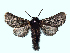  ( - BC_ZSM_Lep_116422)  @11 [ ] by-nc-sa (2022) SNSB, Staatliche Naturwissenschaftliche Sammlungen Bayerns ZSM (SNSB, Zoologische Staatssammlung Muenchen)