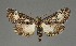  ( - BC_ZSM_Lep_115491)  @11 [ ] by-nc-sa (2023) SNSB, Staatliche Naturwissenschaftliche Sammlungen Bayerns ZSM (SNSB, Zoologische Staatssammlung Muenchen)