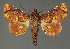  ( - BC_ZSM_Lep_115492)  @11 [ ] by-nc-sa (2023) SNSB, Staatliche Naturwissenschaftliche Sammlungen Bayerns ZSM (SNSB, Zoologische Staatssammlung Muenchen)