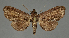  ( - BC_ZSM_Lep_115504)  @11 [ ] by-nc-sa (2023) SNSB, Staatliche Naturwissenschaftliche Sammlungen Bayerns ZSM (SNSB, Zoologische Staatssammlung Muenchen)
