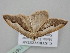  ( - BC_ZSM_Lep_116192)  @11 [ ] by-nc-sa (2023) SNSB, Staatliche Naturwissenschaftliche Sammlungen Bayerns ZSM (SNSB, Zoologische Staatssammlung Muenchen)